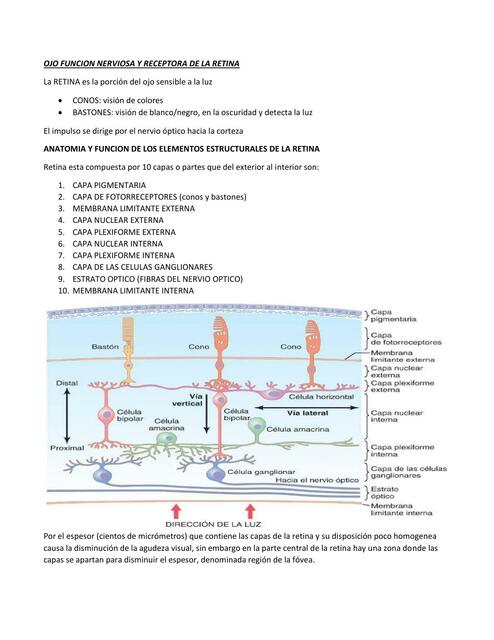 Ojo Funci N Nerviosa Y Receptora De La Retina Adalid Rivero Udocz