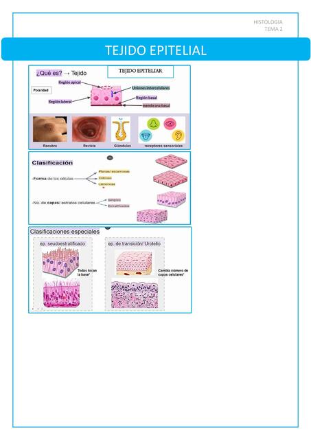Tejido Epitelial Sasha Galvez Castillo Udocz
