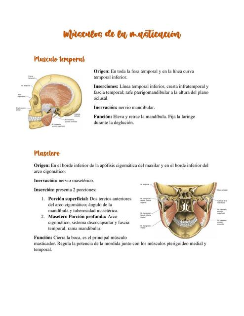 Músculos de la Masticación Ana Gabriela Ulloa Valdez uDocz