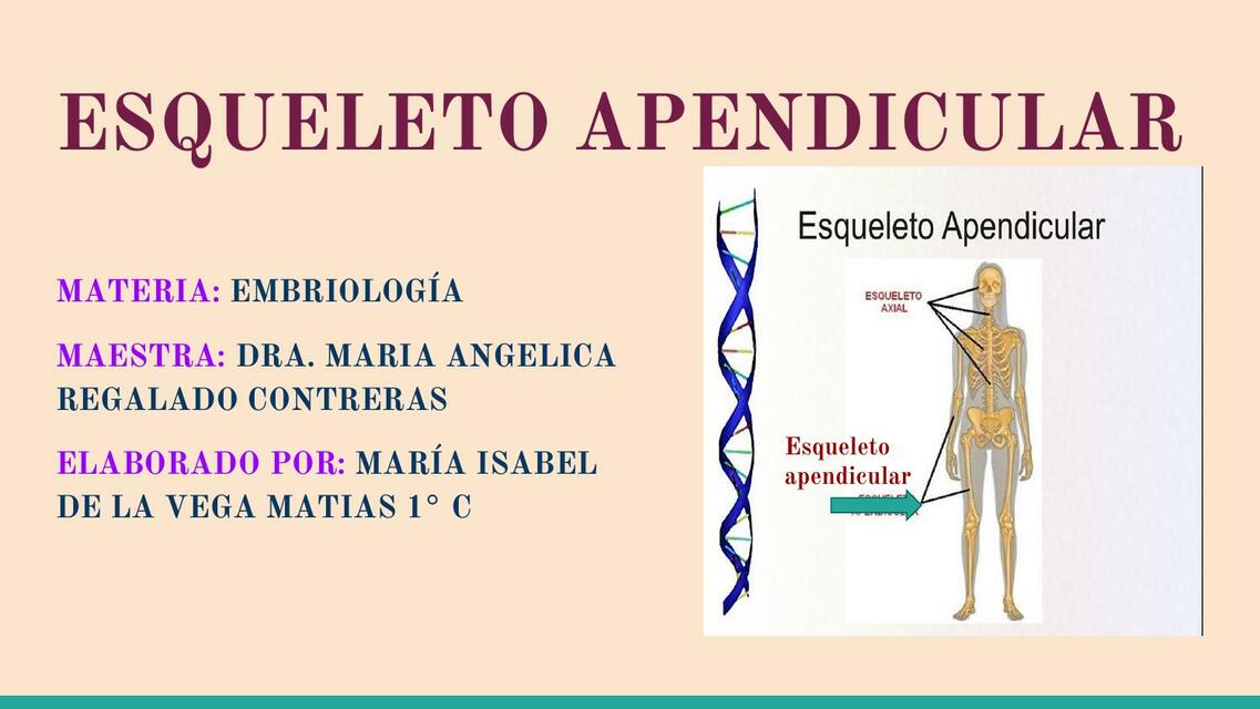 Esqueleto Apendicular Alma Mts Udocz