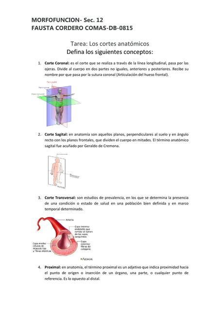 Los Corte Anat Micos Gilberto Garcia Udocz