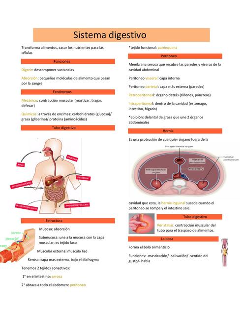 Sistema Digestivo Yasmin Diaz UDocz
