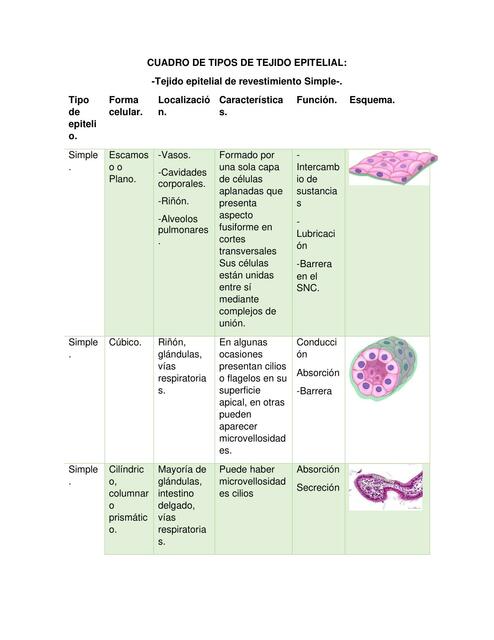 Generalidades De Tejidos Epiteliales Mar A Fernanda M Rquez Flores