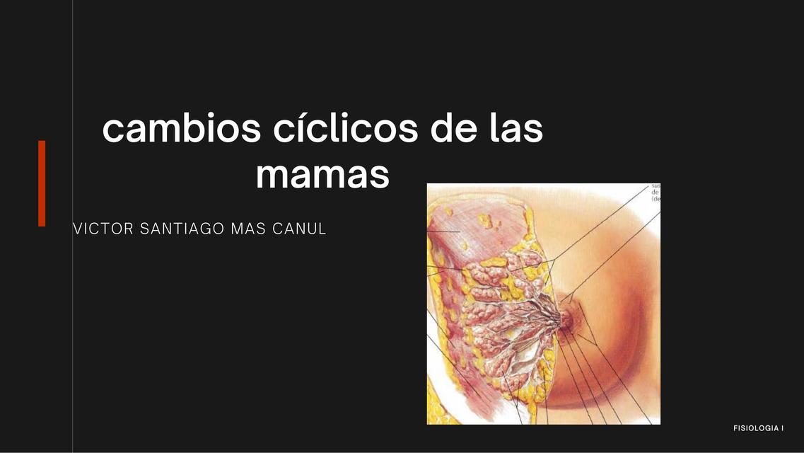 Cambios C Clicos De Las Mamas Victor Santiago Mas Canul Udocz