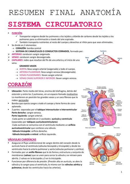 Sistema Circulatorio Ailin Algañaraz uDocz