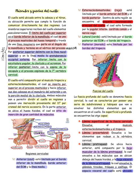M Sculos Y Fascias Del Cuello Juliana Molina Udocz