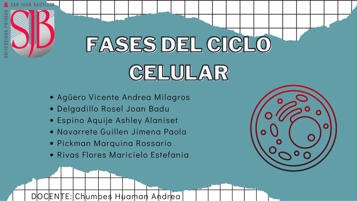 Fases Del Ciclo Celular Ashley Espino Udocz The Best Porn Website