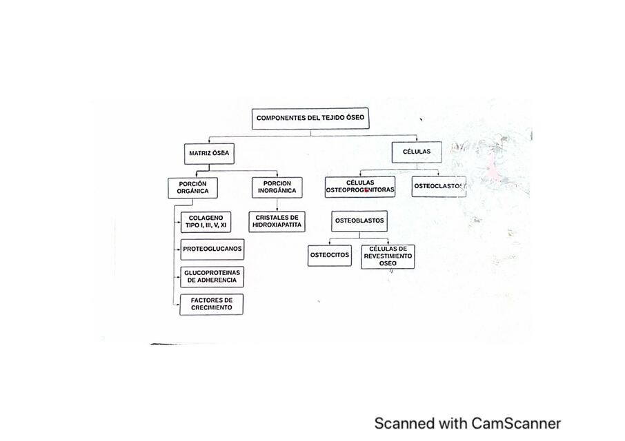 Componentes del Tejido Óseo MARILYN ANDREA CHAVEZ MELARA uDocz