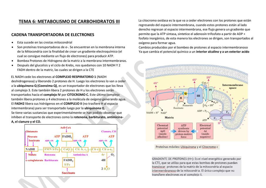 Metabolismo De Carbohidratos Dimitri La Torre UDocz