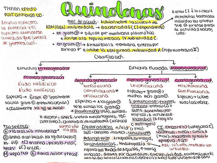 Quinolonas Glomerulito Udocz