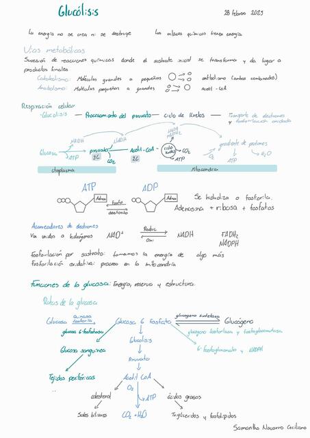 Glucólisis Samantha Navarro Ceciliano uDocz
