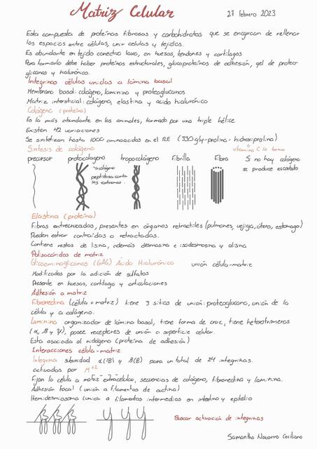 Matriz Celular Samantha Navarro Ceciliano UDocz
