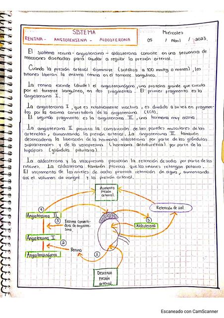 Sistema Renina Angiotensina Aldosterona Venus Udocz