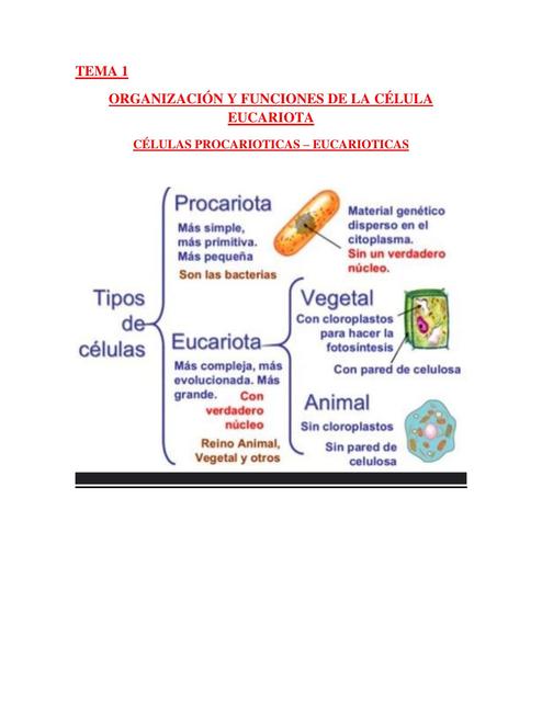 Organizaci N Y Funci N De La C Lula Eucariota Joel Leon Udocz