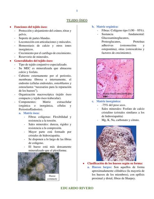 Tejido Seo Histolog A Eduardo Rivero Udocz