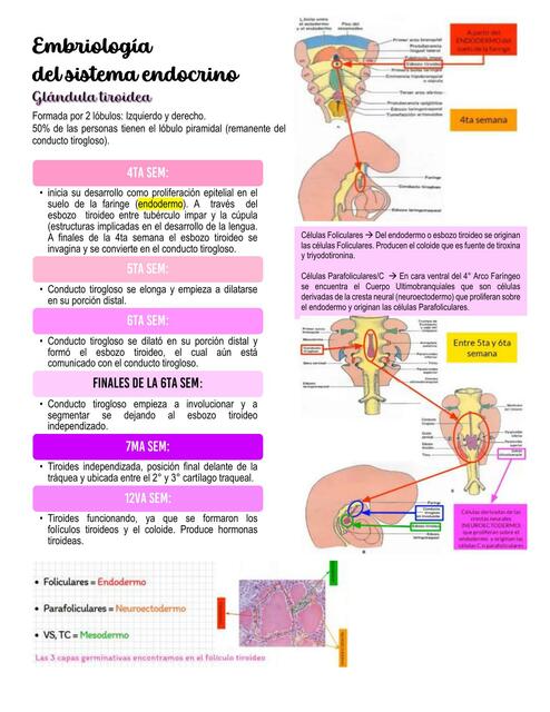 Embriolog A De La Gl Ndula Tiroides Daniela Vila Garc A Udocz