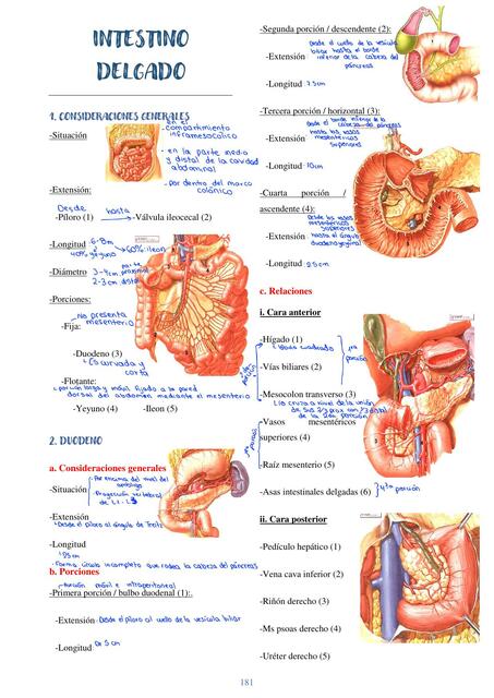 Anatomía Del Intestino Delgado y Grueso Briggitte Yamilé Suarez