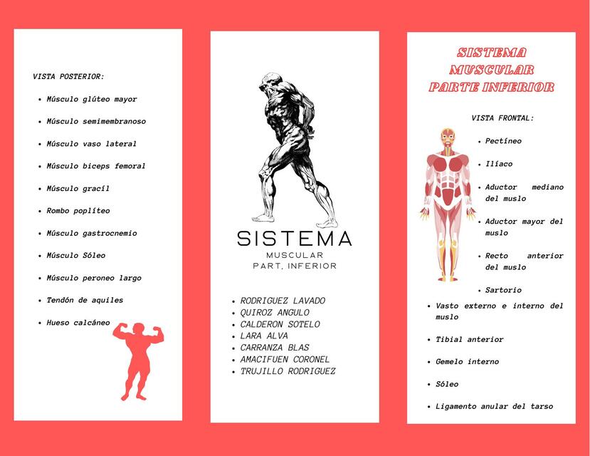 Pdf Triptico Del Sistema Muscular Dokumen Tips The Best Porn Website