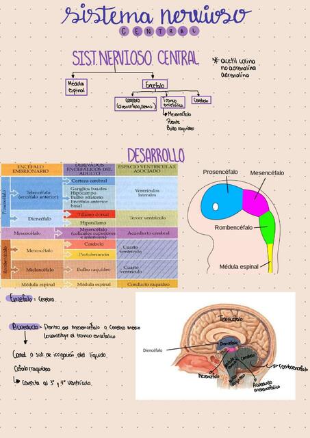 Sistema Nervioso Central Noelia Quiroz UDocz
