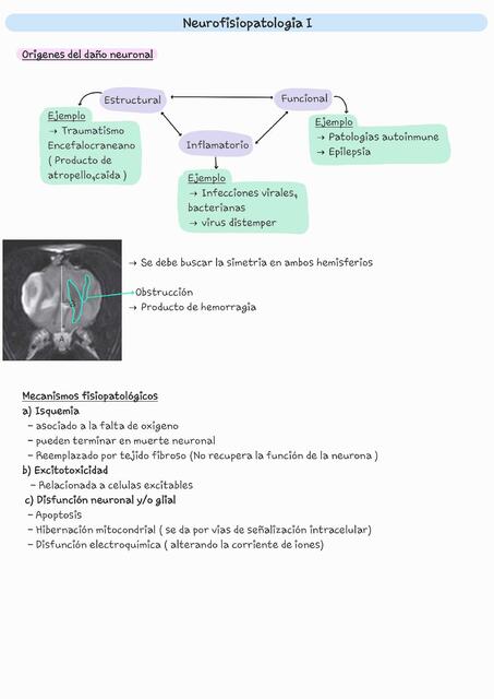 Neurofisiopatologia Parte 1 Studyvet Apuntes UDocz