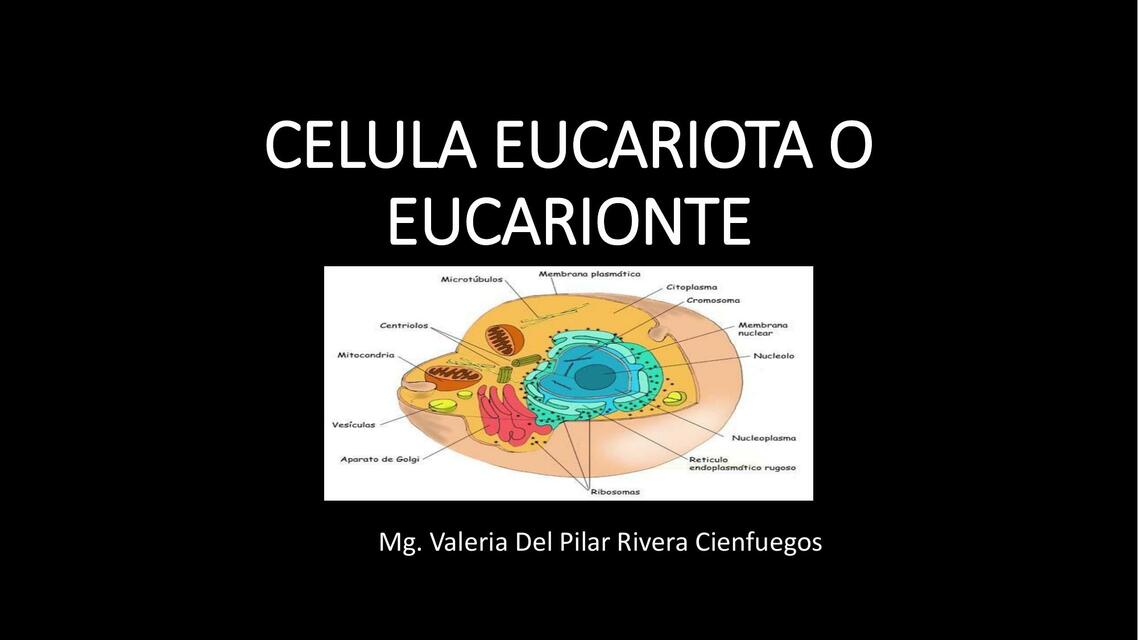 Célula Eucariota o Eucarionte jhon cruz roque uDocz