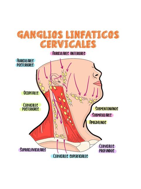 Ganglios Linfáticos Cervicales Enfermero Isaias Rivas