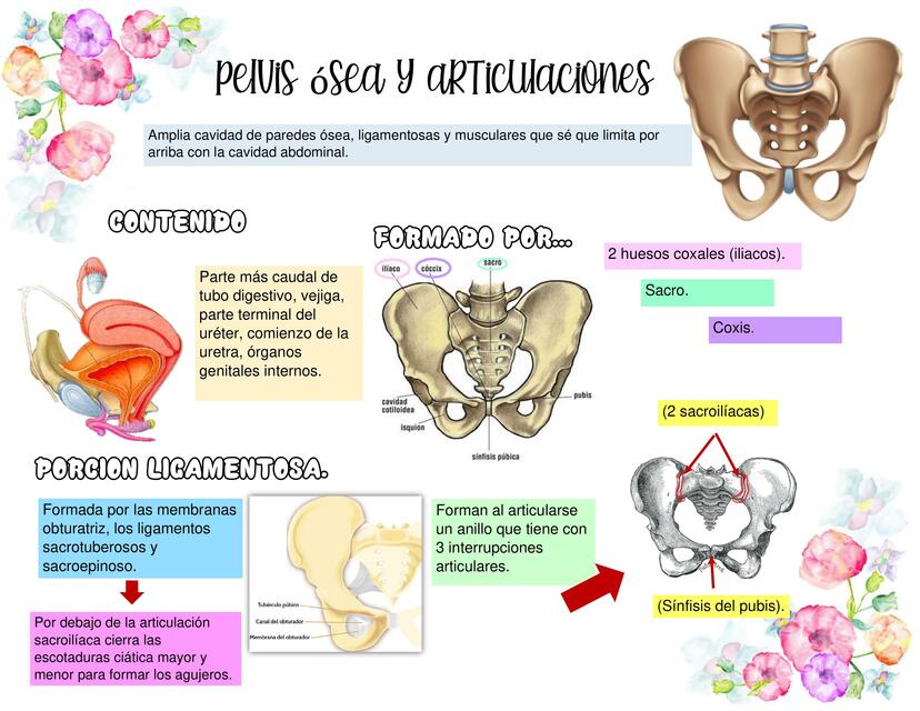 Pelvis Ósea y Articulaciones Karen Jimenez uDocz