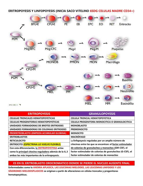 Hematolog A Mariana Reyes Udocz