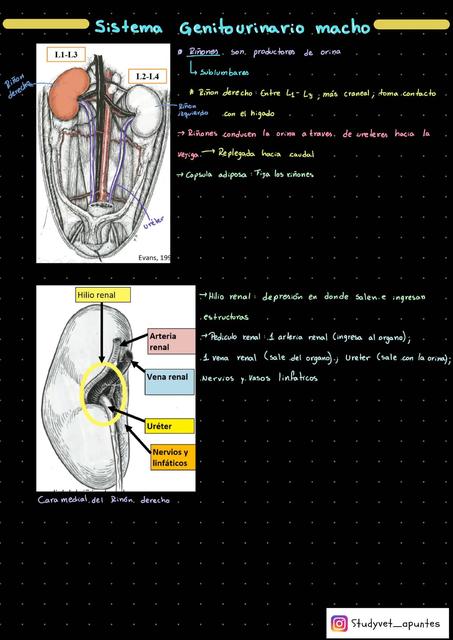 Sistema Genitourinario Macho Studyvet Apuntes UDocz