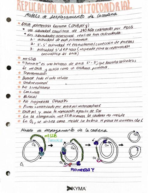 Replicación del DNA Mitocondrial MEDIKA NOTES uDocz