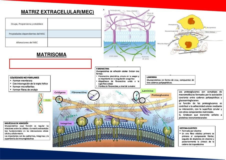 Matriz Extracelular Citoplasma Y Citosol Citoesqueleto Jhoan Naves