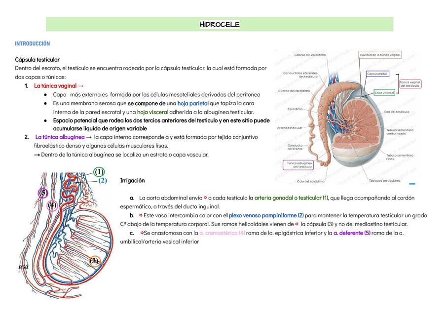 Hidrocele Nadia Millan Udocz