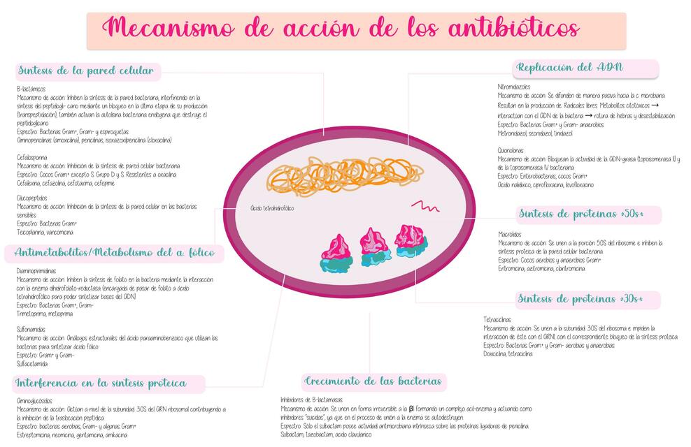 Mecanismo De Acci N De Los Antibi Ticos Andy Lima Udocz