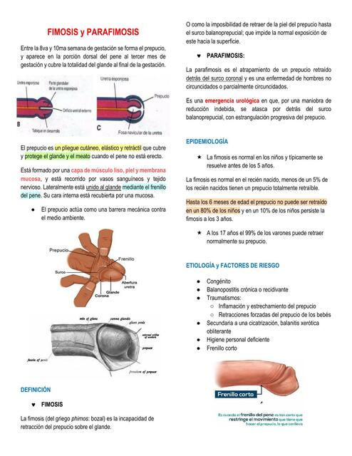 Fimosis Y Parafimosis Andrea Hdez UDocz