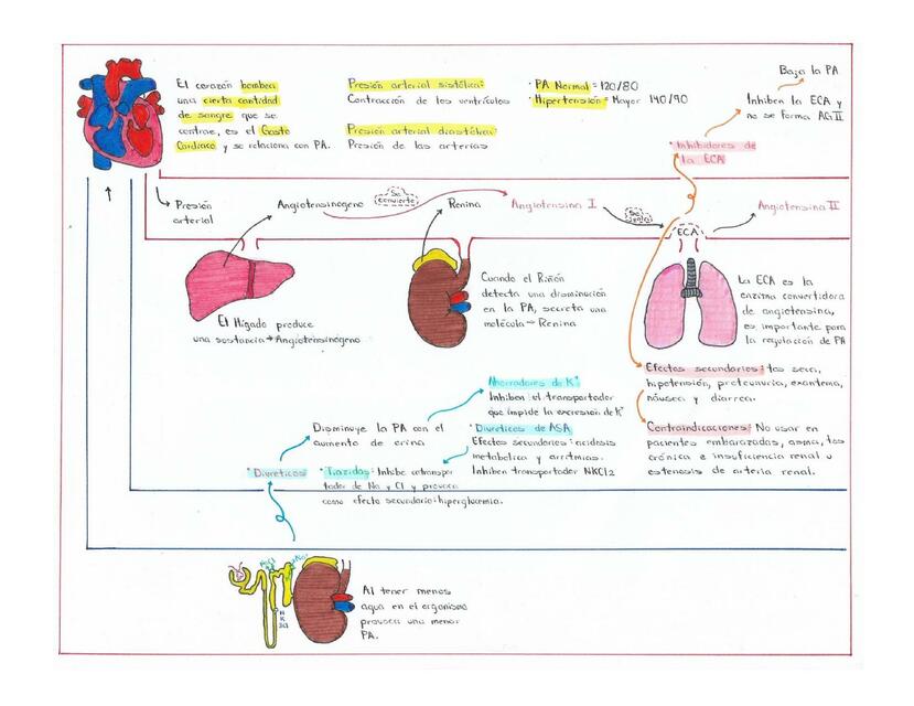 Esquema De Antihipertensivos Velasco Beltr N Mar A Fernanda Udocz