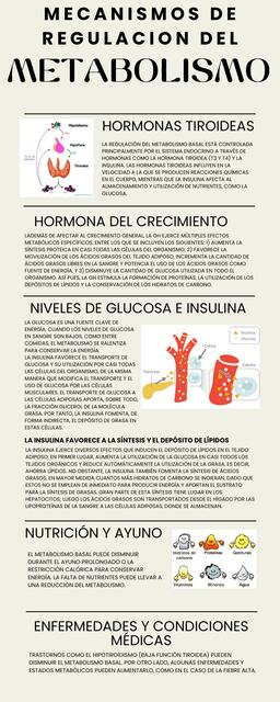 Mecanismos De Regulaci N Del Metabolismo Mariel Jazmin Gutierrez