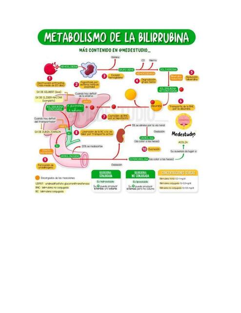 Metabolismo De La Bilirrubina Medicina Udocz