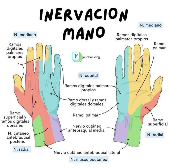 Inervacion De La Mano YUDOC ORG UDocz