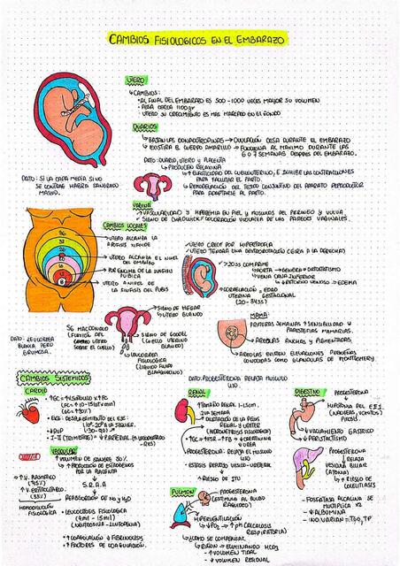 Cambios Fisiologicos En El Embarazo Lapiz Medico UDocz