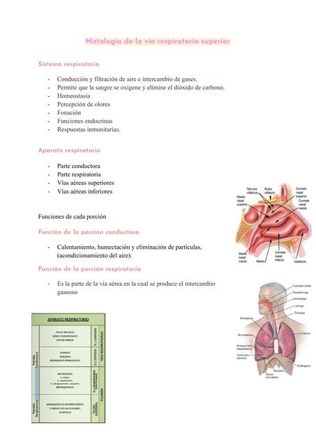 Histología de la vía respiratoria superior 3 Camila Jara salas uDocz