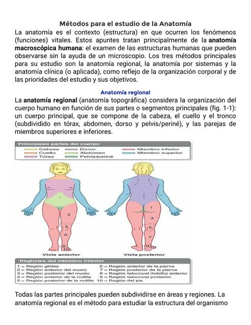 Metodos para el estudió de la anatomía Aura Ester Peréz Rada uDocz