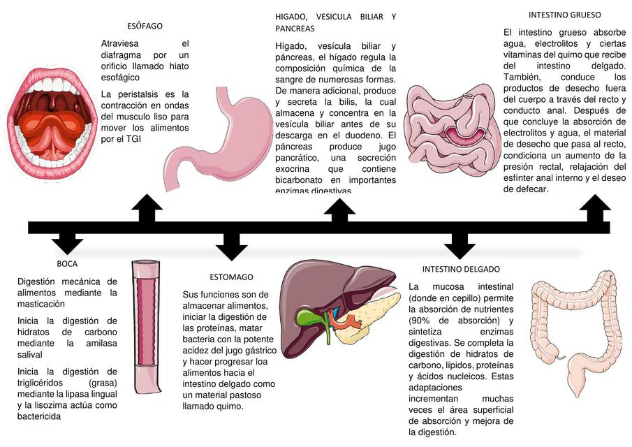 Sistema Digestivo Jennifer Diaz UDocz