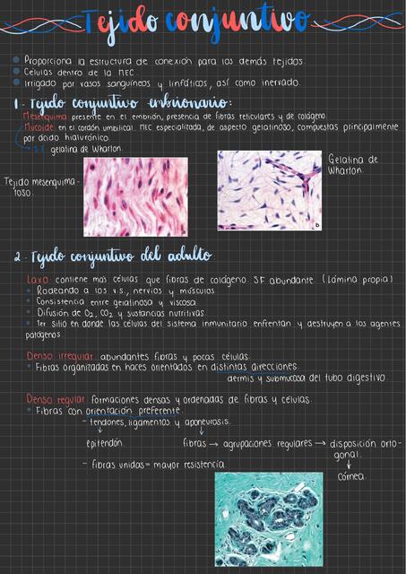Tejido Conjuntivo Carmen Rocha Udocz