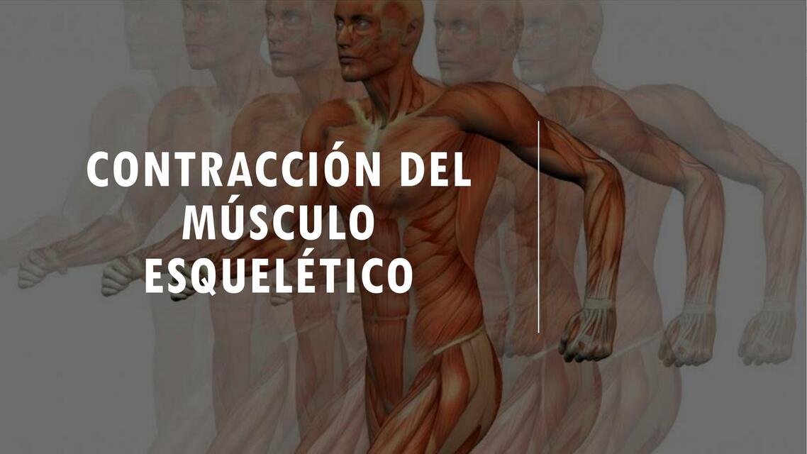 Contracción del músculo esquelético Jocelyn Sixtos uDocz