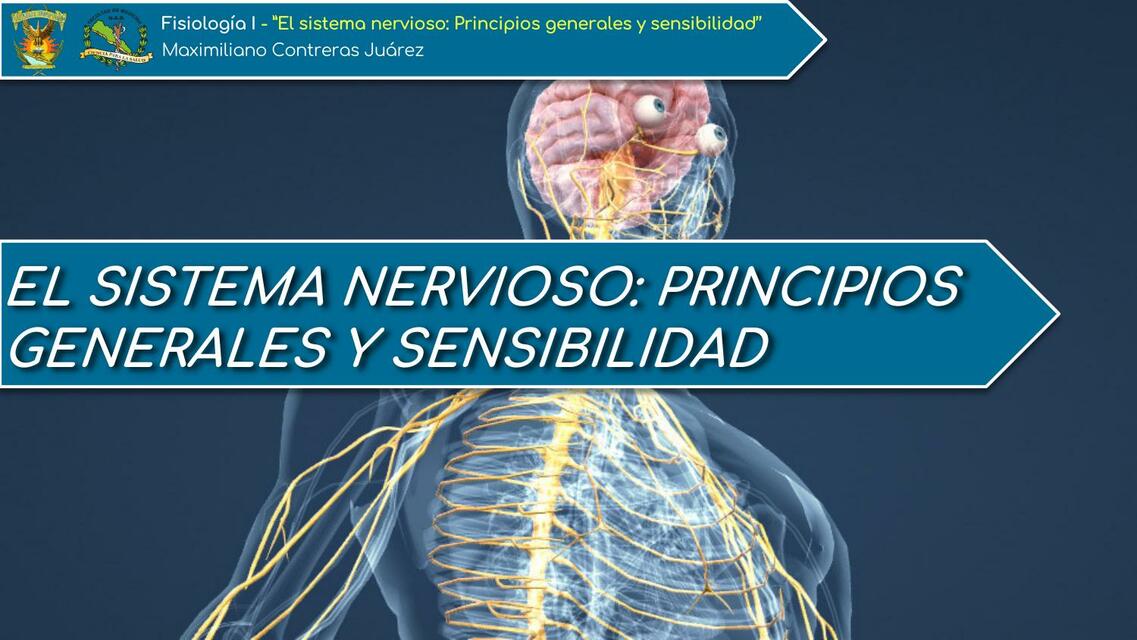 Sinapsis Y Neurotransmisores Maximiliano Contreras Udocz