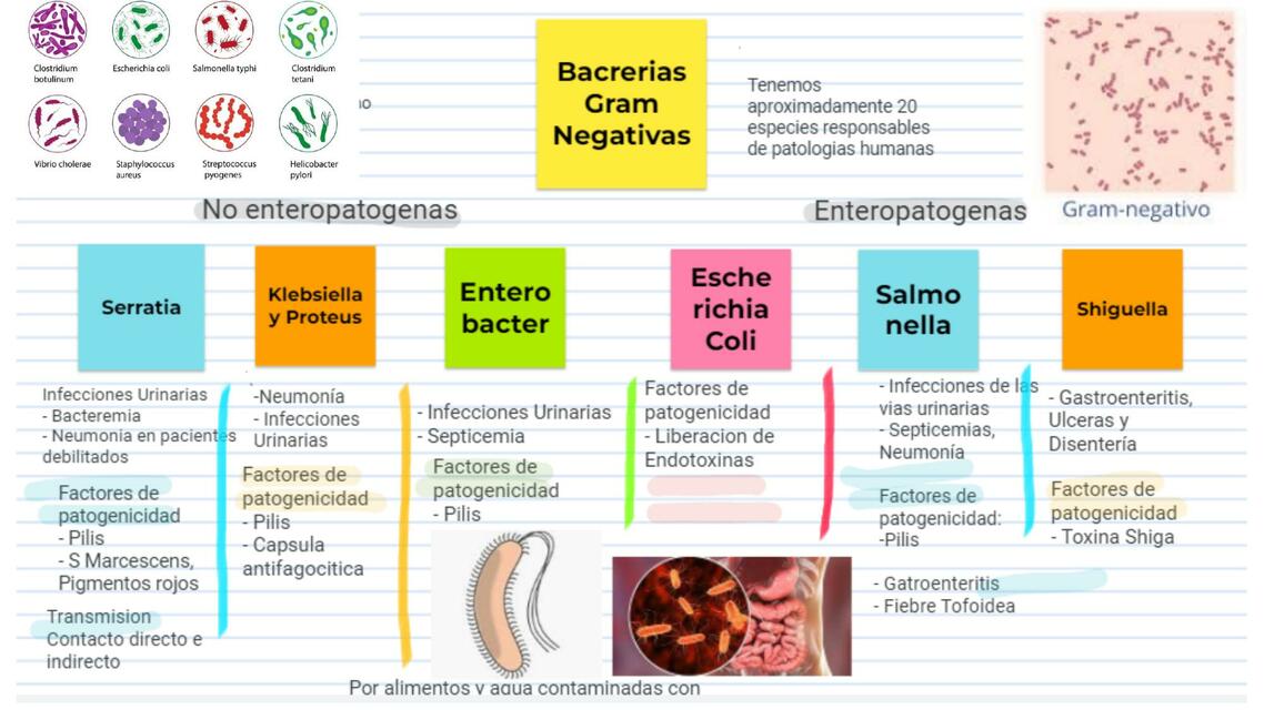 Bacterias Gram Negativas Rocio Yoesi Udocz