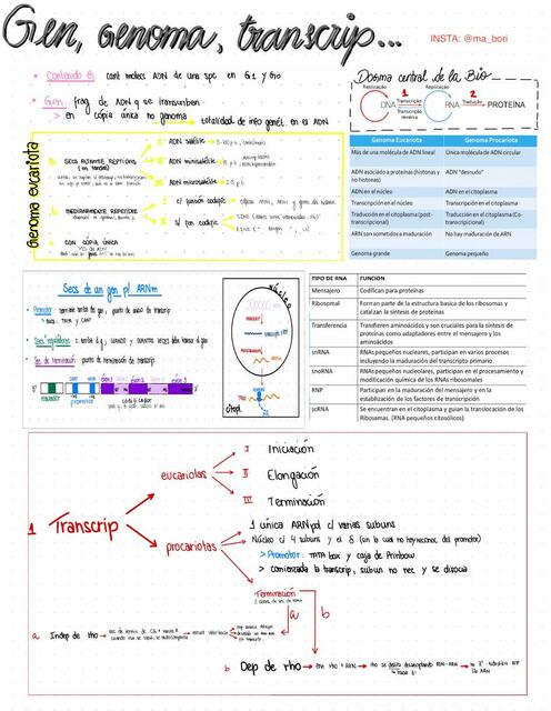 Gen Genoma y Transcripción Thatiana Jhamylle Mendoza Hoyos uDocz