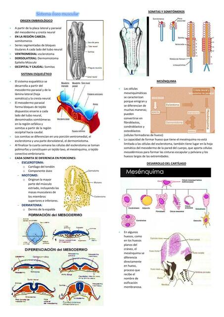 Sistema Seo Muscular Anabel Casavilca Udocz