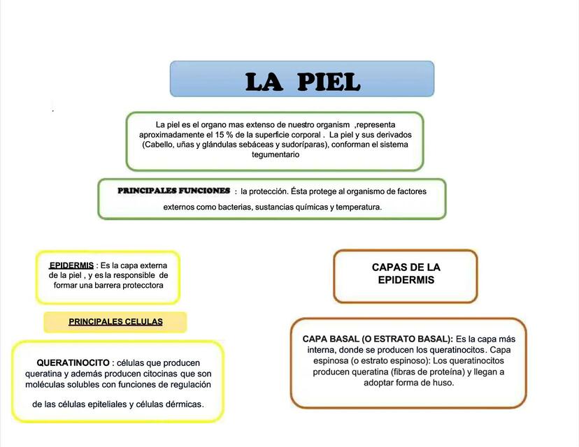 Mapa conceptual sobre la piel compress Joshua Dávila uDocz