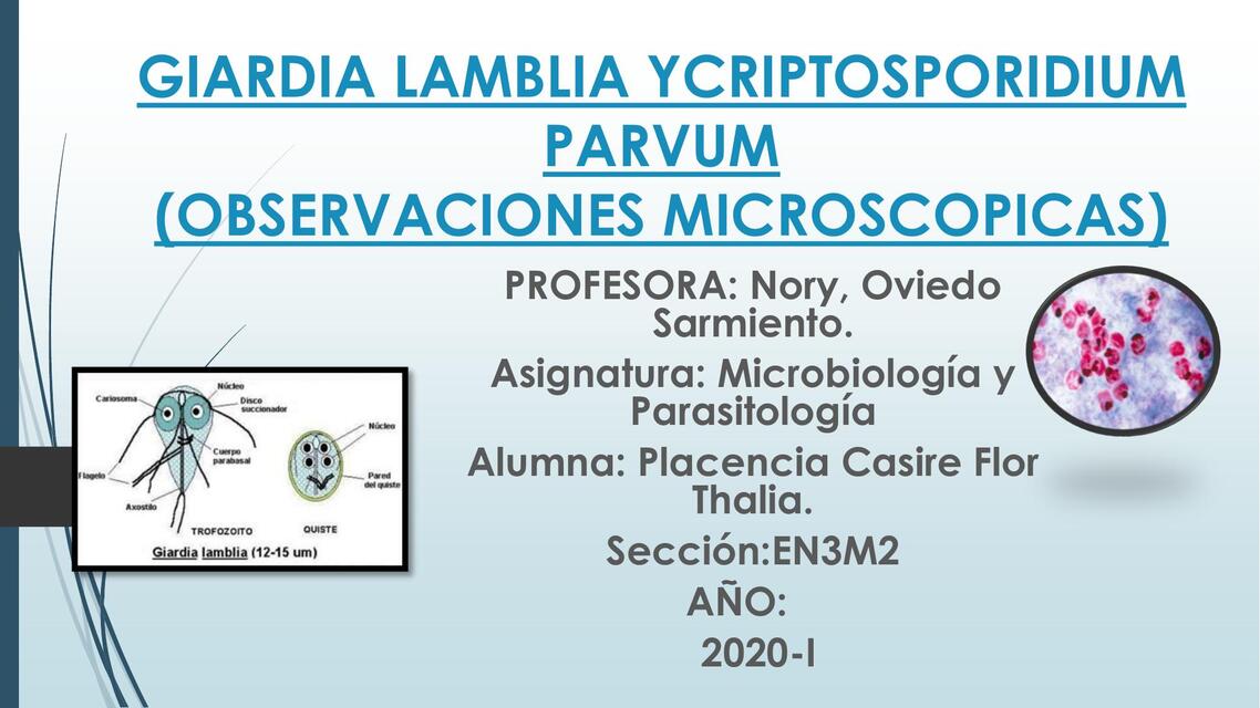 Giardia lamblia ycriptosporidium parvum observaciones microscópicas